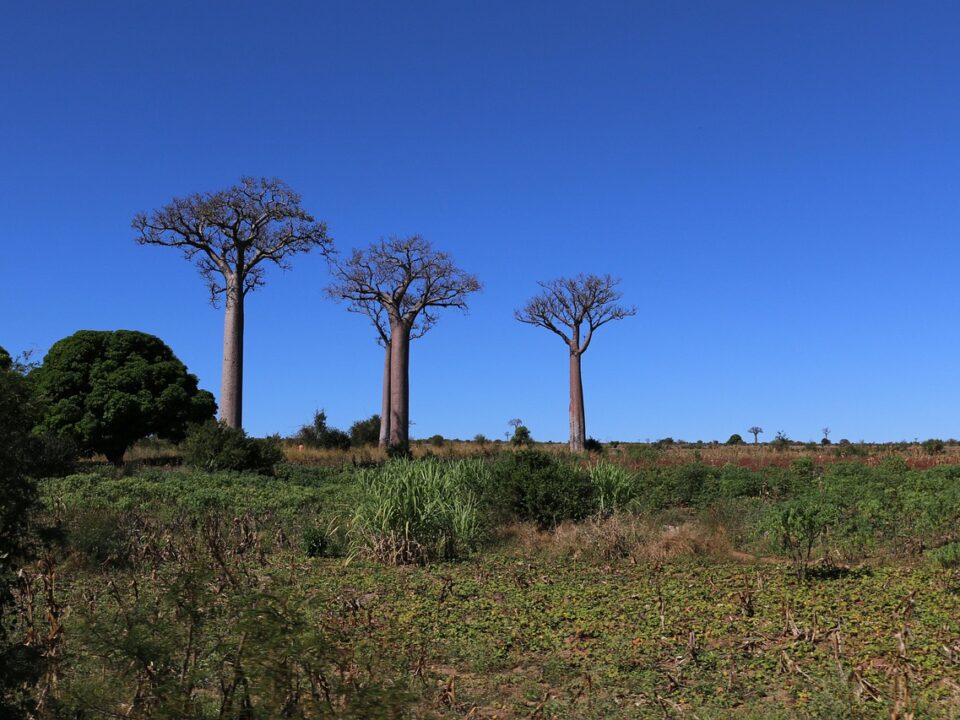 Baobab-Bäume