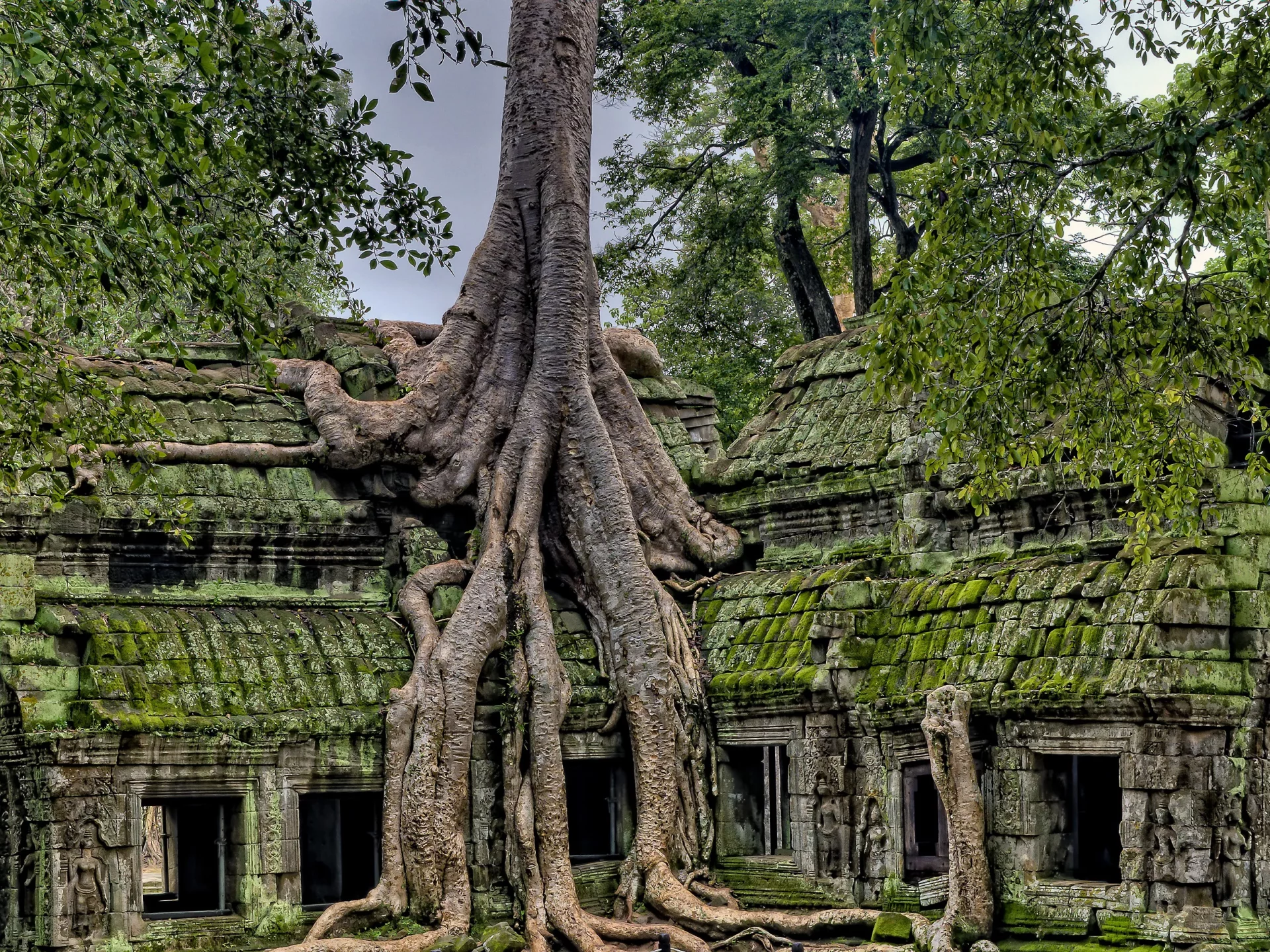 Überwucherter Tempel in Angkor