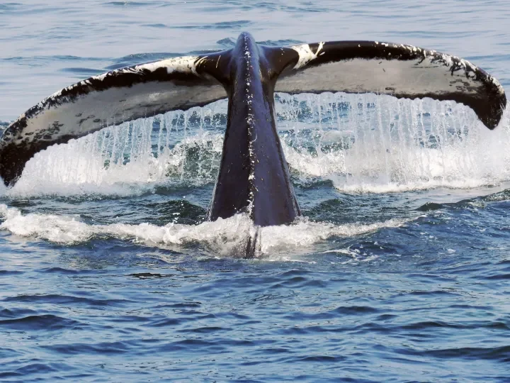 Walbeobachtung in Saguenay