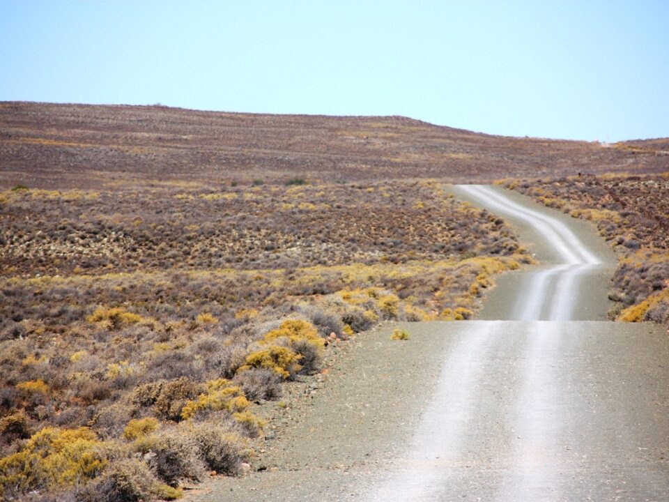 Blühende Karoo