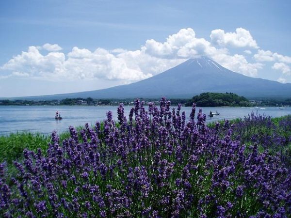 Blick vom Kawaguchi-See auf den Mt. Fuji