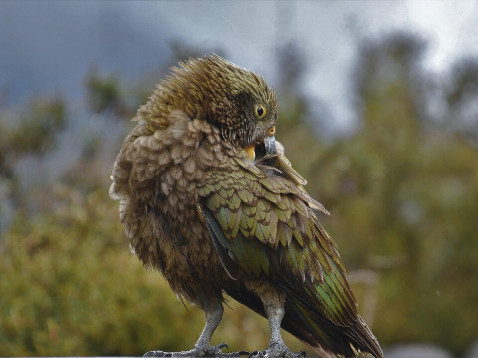 Kea
