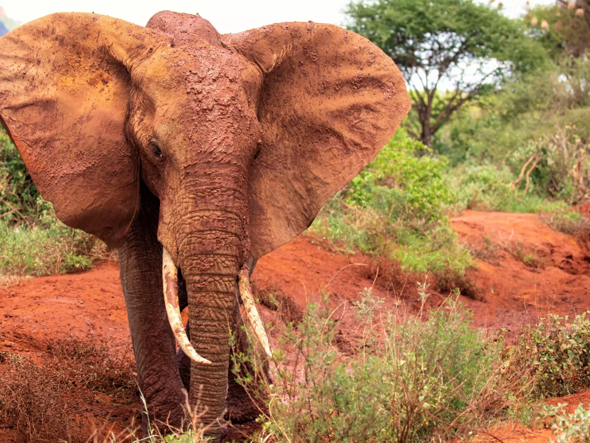 Tsavo NP: Elefant beim Staubbaden