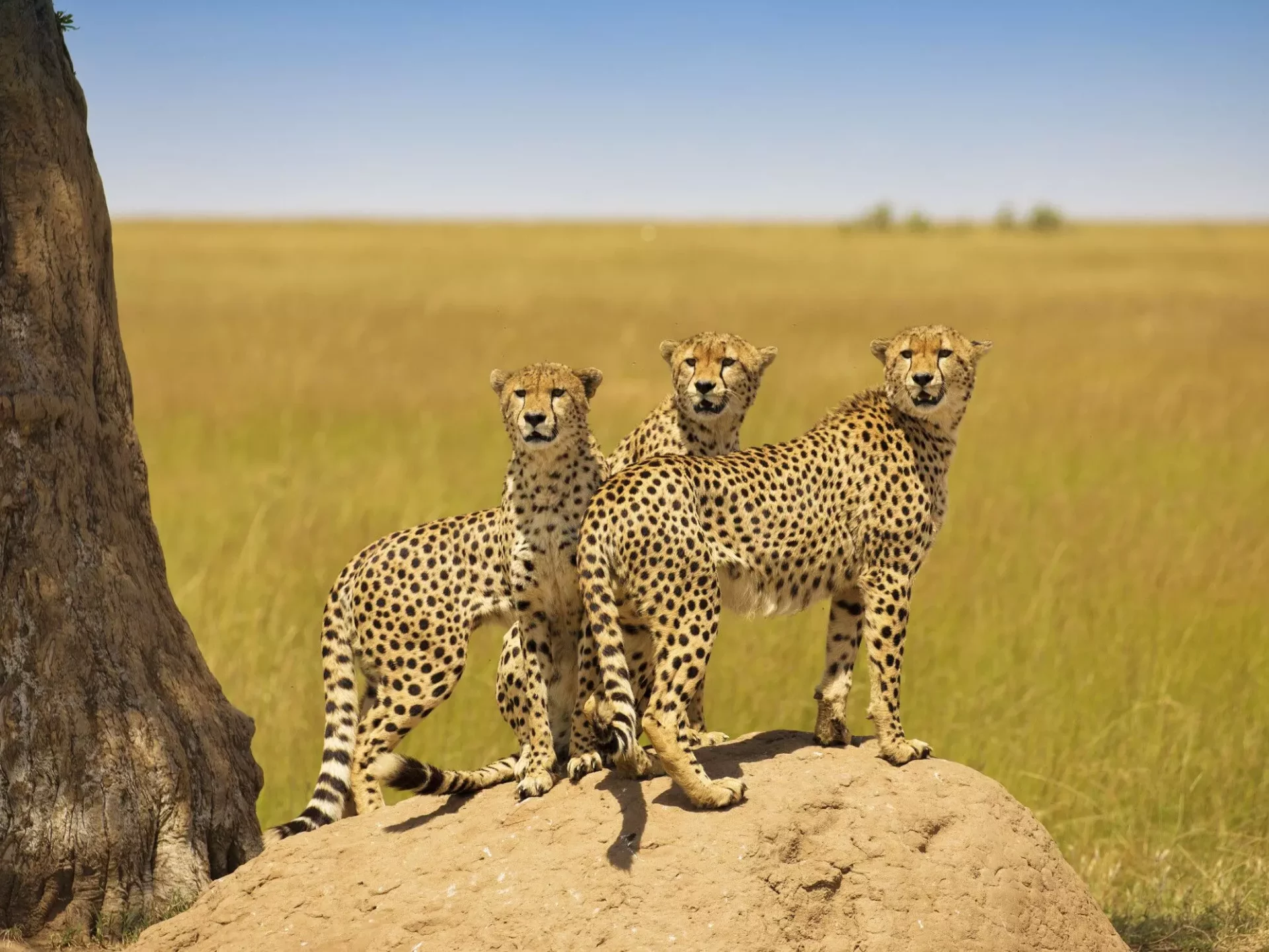 Masai Mara: Geparden
