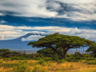 Kilimanjaro