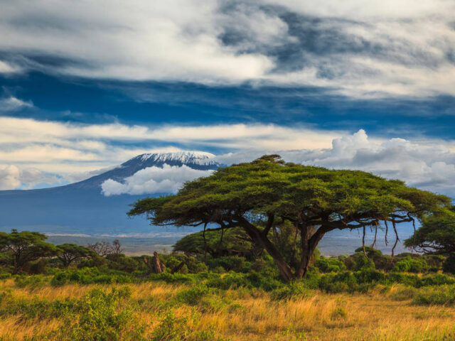 Kilimanjaro