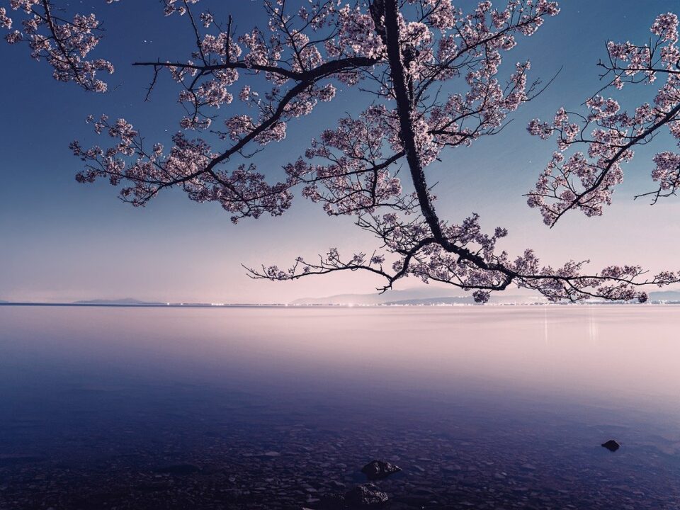Kirschblüte