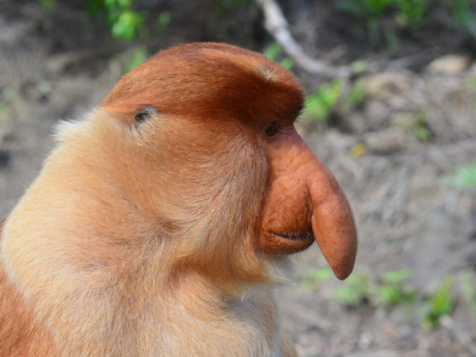 Nasenaffe