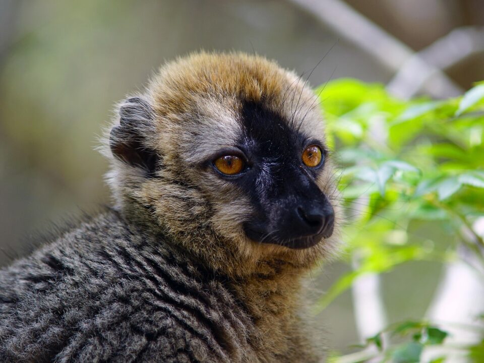 Lemur
