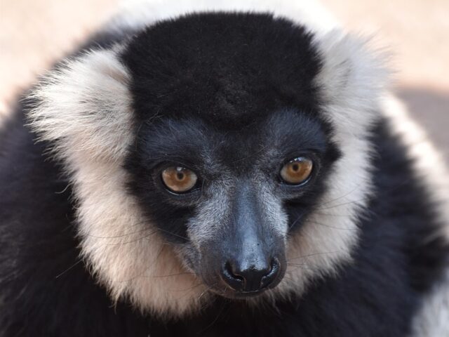 Lemur
