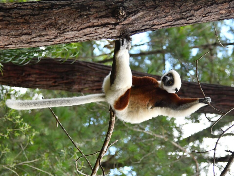 Lemur