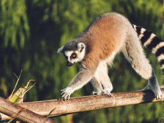 Lemur