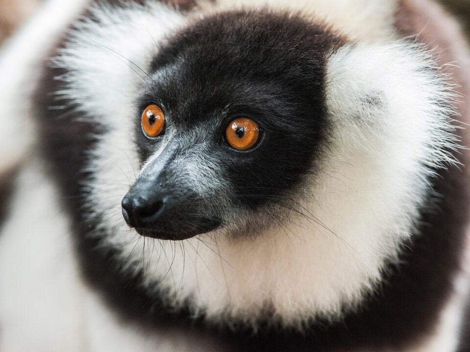 Lemur