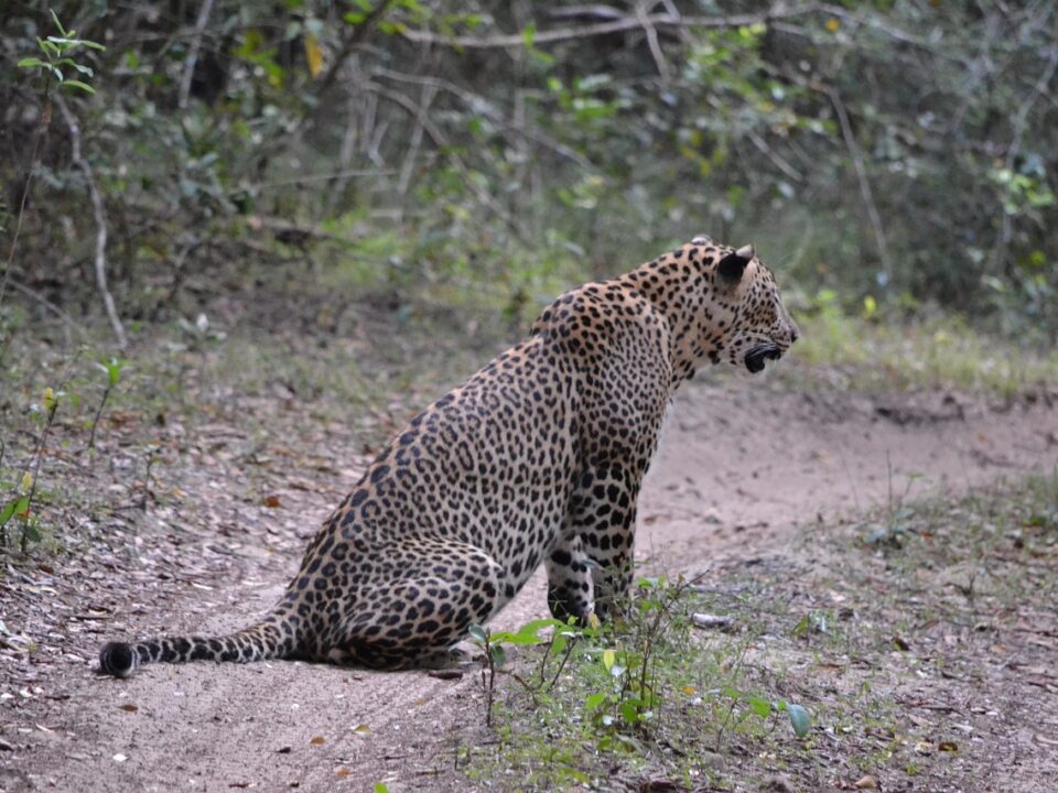 Leopard
