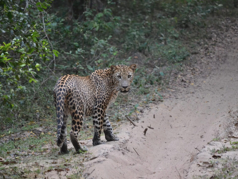 Leopard