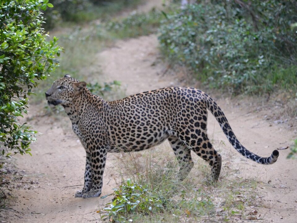 Leopard