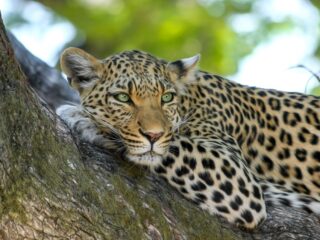 Leopard im Baum