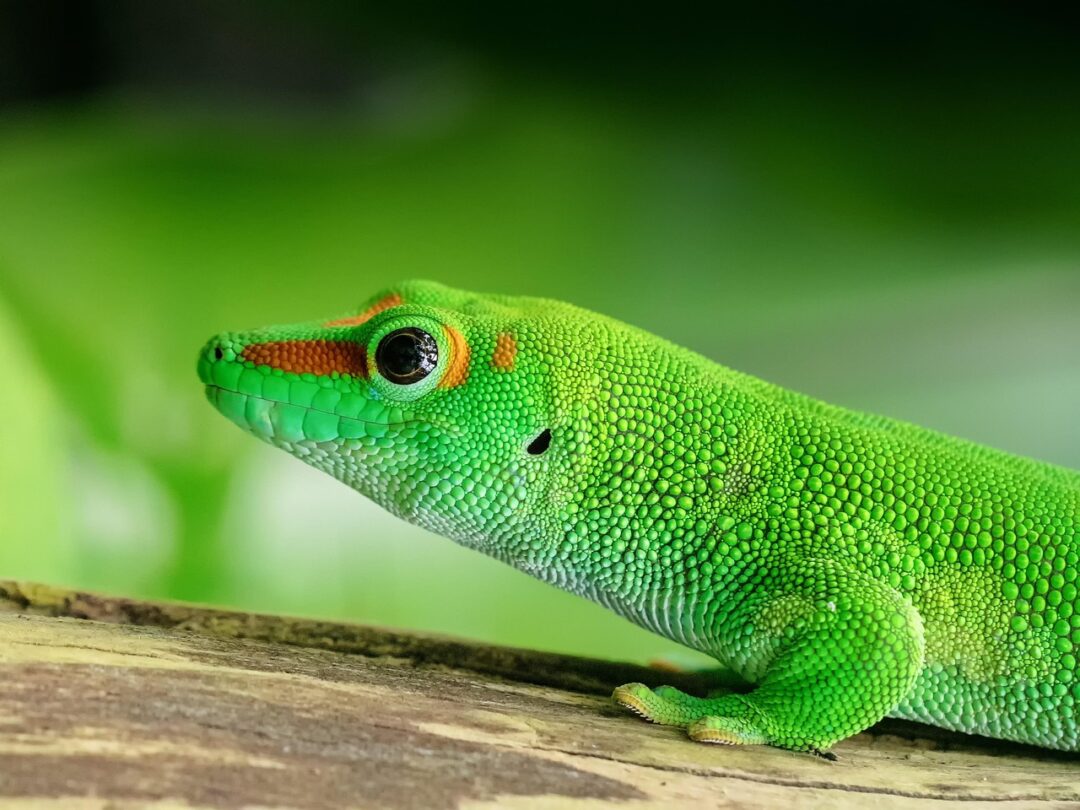 Grüne Echse