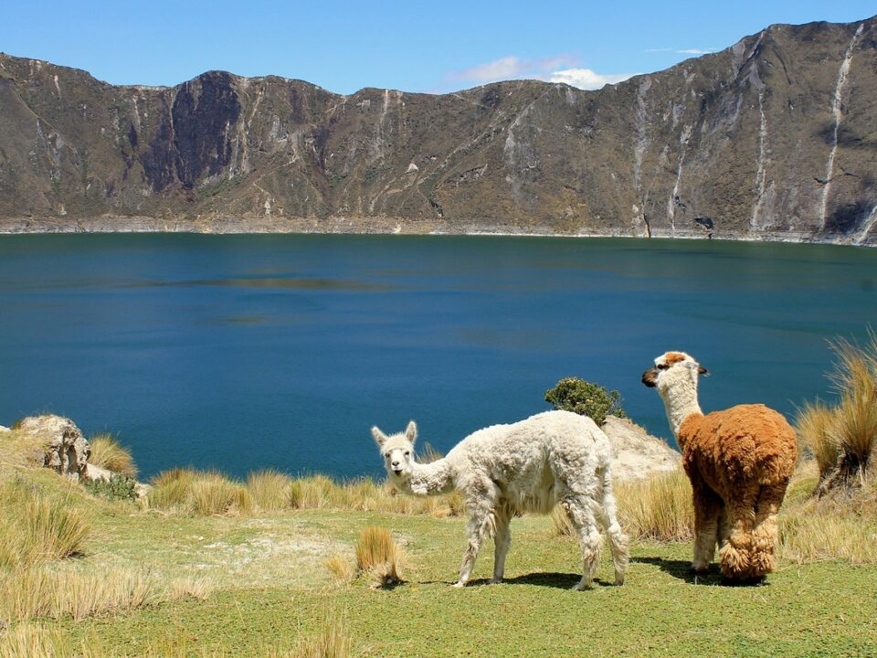 Lamas im Hochgebirge