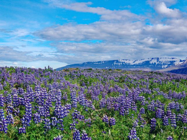 Island: Lupinenlandschaft