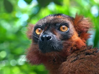 Weiblicher Rotbauchmaki