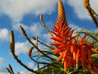 Blühende Aloe