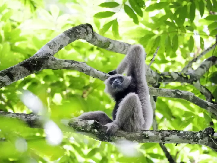 Gibbon in Sabah