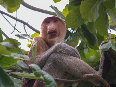 Bako Nationalpark: Nasenaffe
