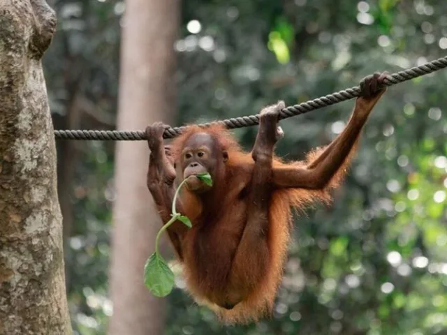 Orang Utan