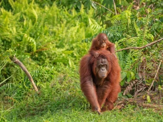 Orang Utan-Mutter mit Kind