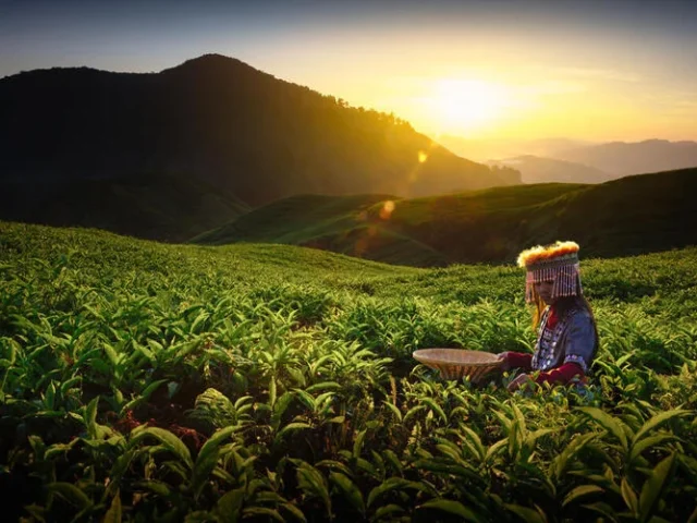 Teeplantage