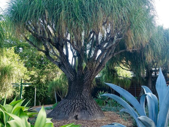 Baobab