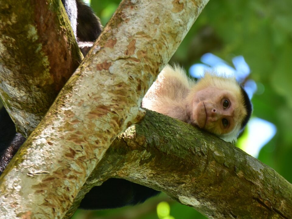 Affe im Baum