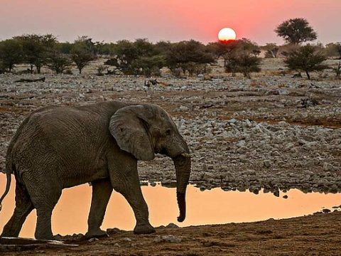 Elefant am Wasserloch