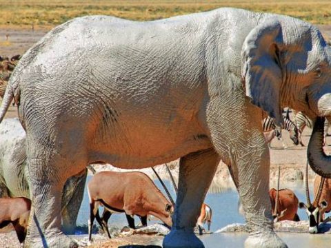 Elefant am Wasserloch