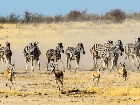 Zebras auf der Flucht