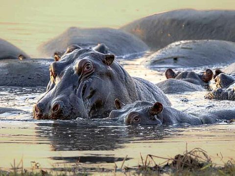 Flusspferde in Kwando