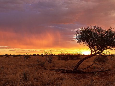 Sonnenuntergang in der Kalahari