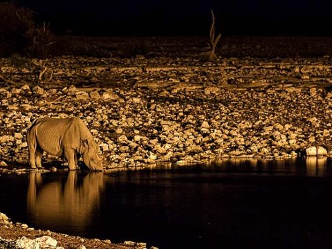 Abends am Wasserloch von Okaukuejo