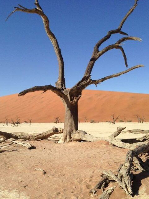 Vertrocknete Akazie in der Sossusvlei in Namibia