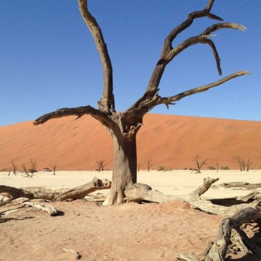 Vertrocknete Akazie in der Sossusvlei in Namibia