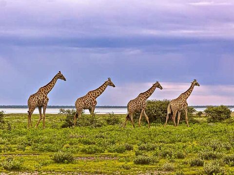 Giraffen im Etosha Nationalpark