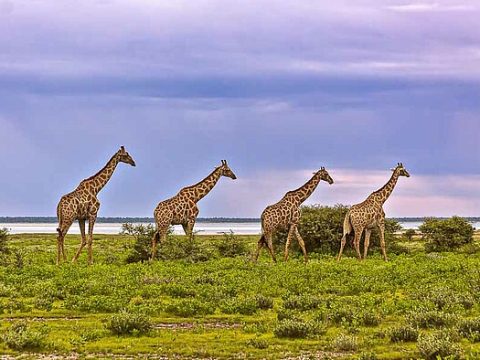 Giraffen im Etosha Nationalpark