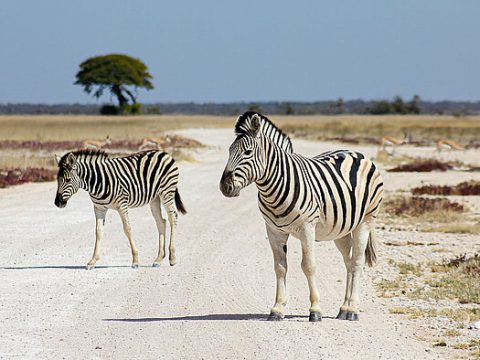 Zebras blockieren den Weg