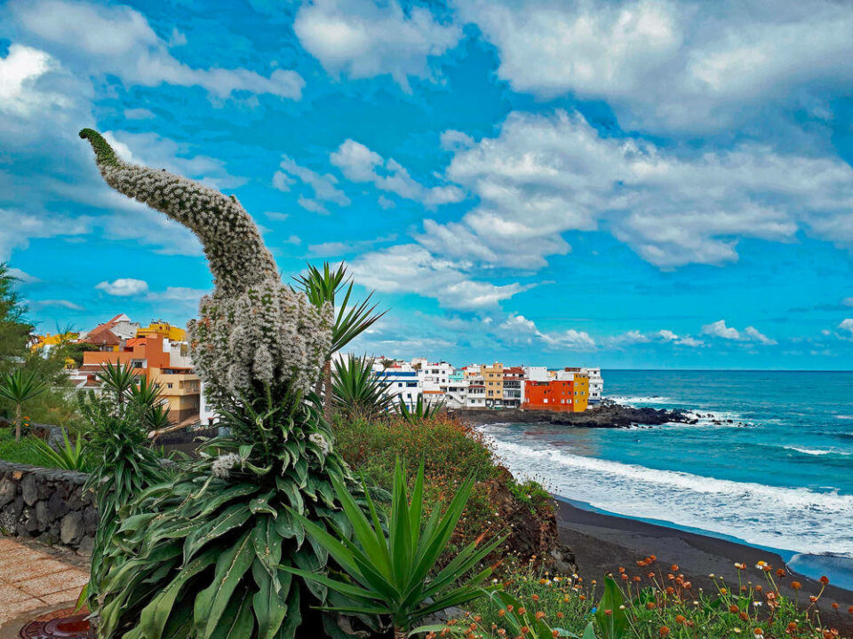 "Natternkopf" bei Puerto de la Cruz