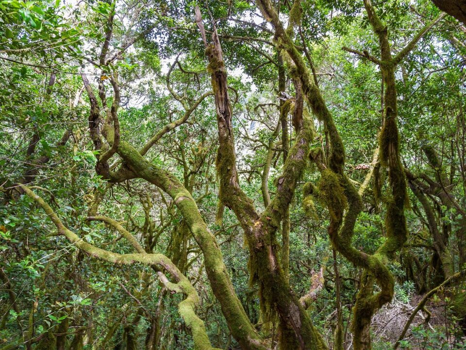 Lorbeerwald auf Gomera
