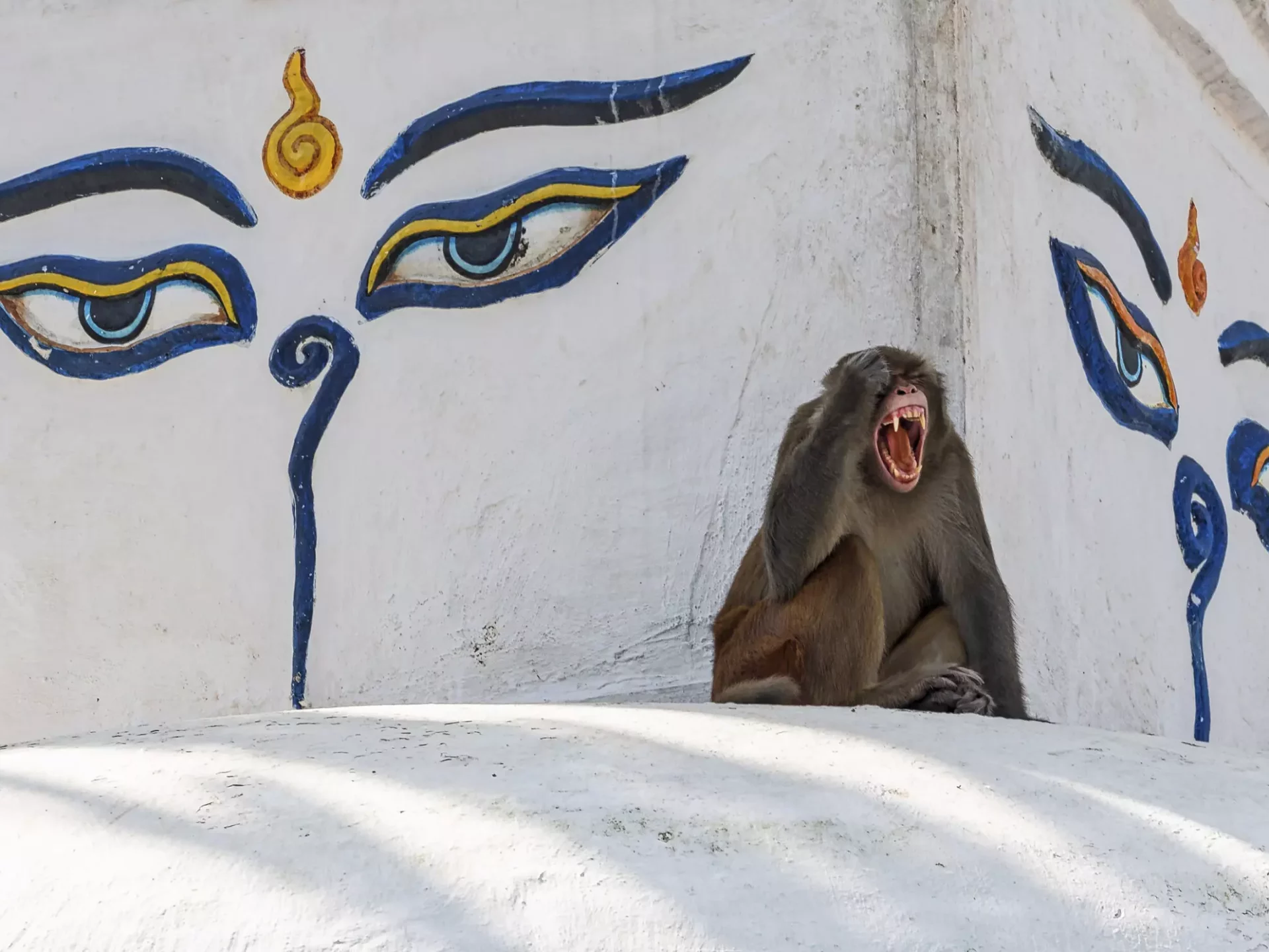 Affe vor einem buddhistischen Heiligtum