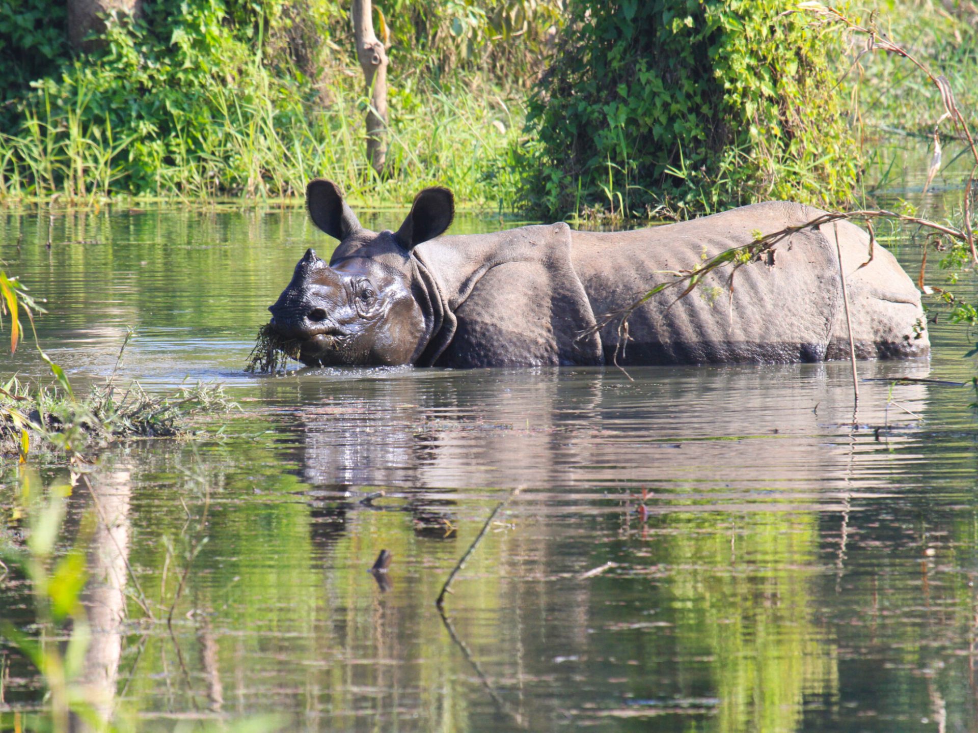 Nashorn im Chitwan Nationalpark
