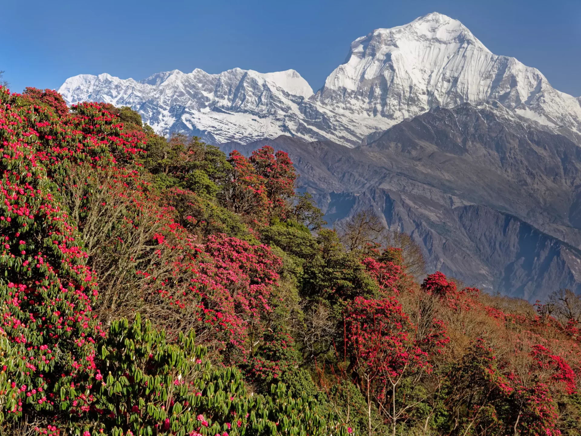 Rhododendron-Blüte im April