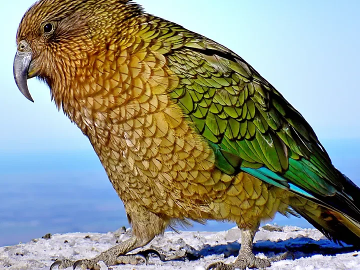 Nationalvogel Kea